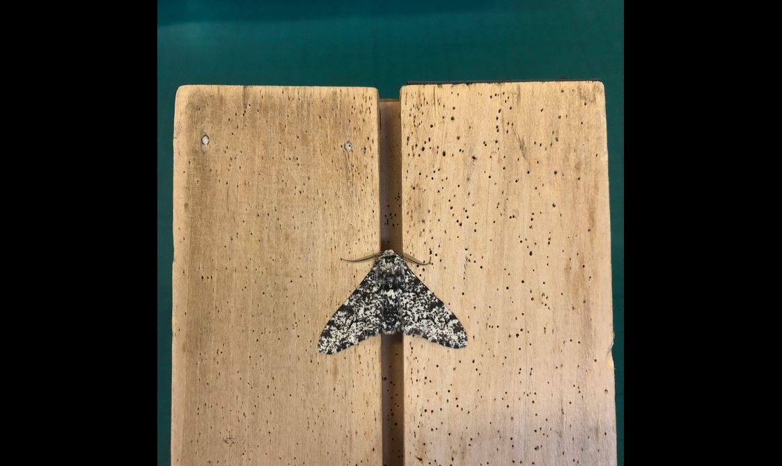 A black and white moth specimen secured by two planks of wood.
